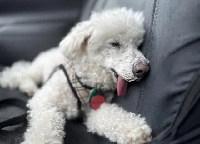 Dog1 1 style AI generated image