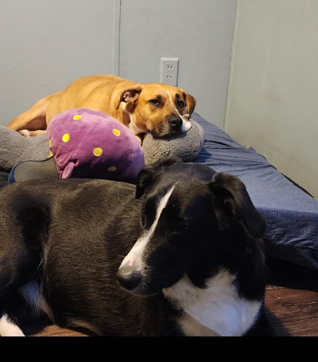 Pet1 style AI generated image