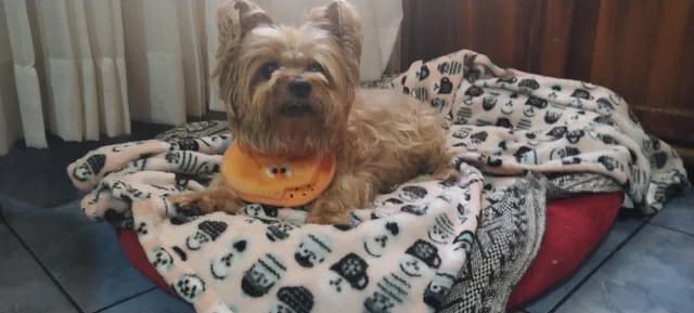 Pet2 style AI generated image